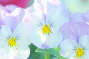 賀露みどり保育園